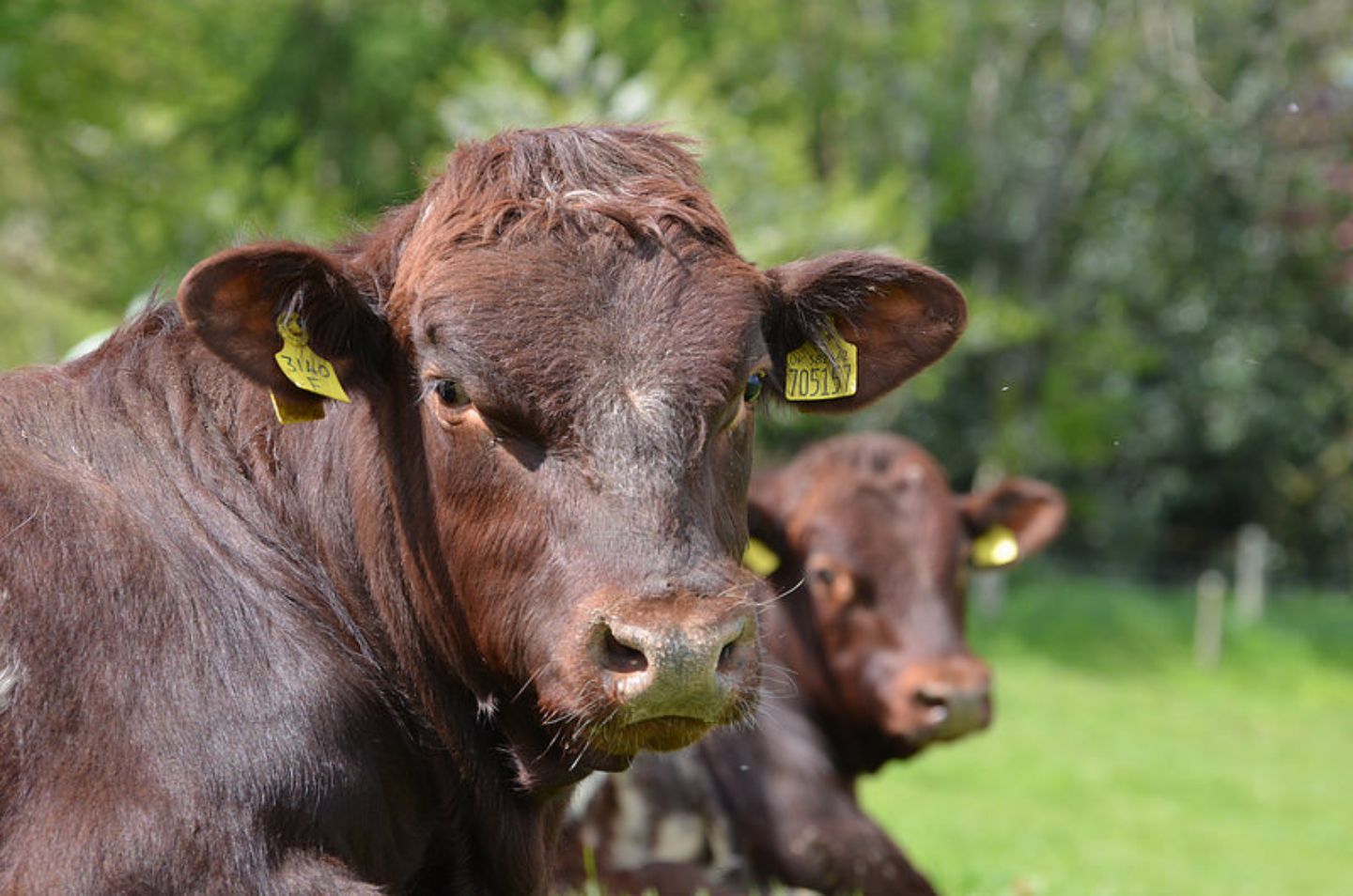 Aberdeen Angus and Beef Shorthorn Bulls for Sale Chapelton Farm