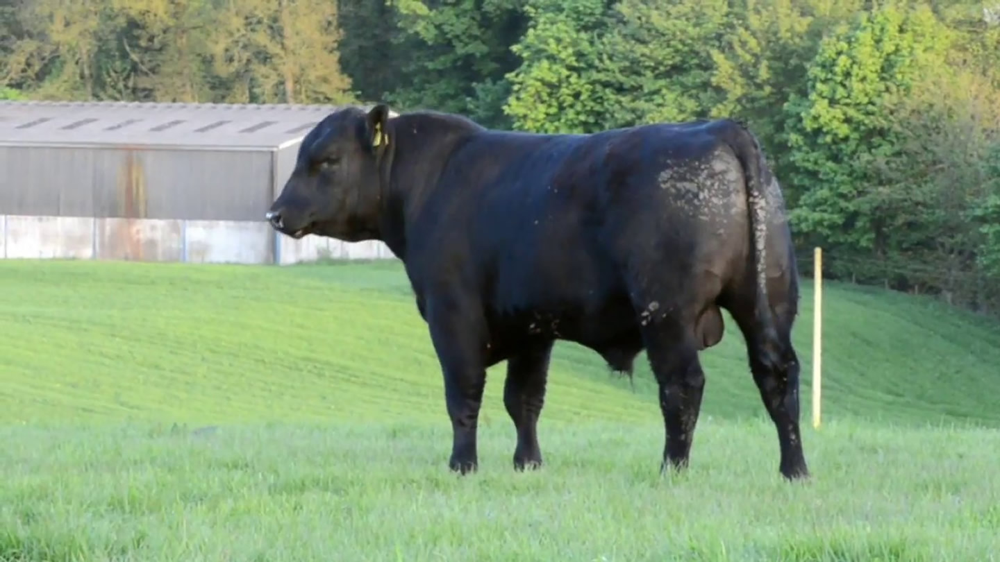 Yearling Angus Bulls Chapelton Farm