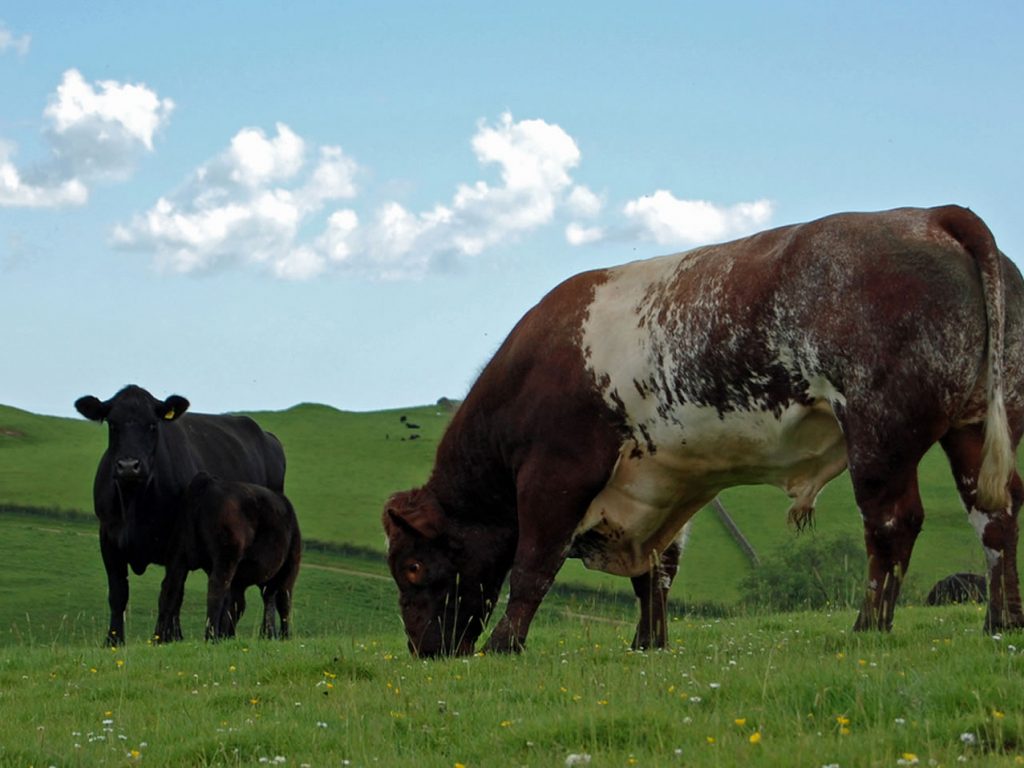 Bulls