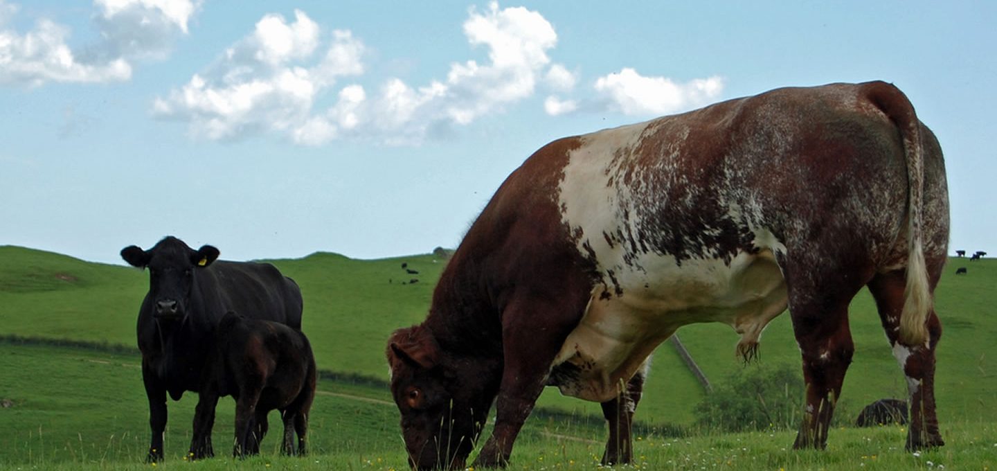 Bulls