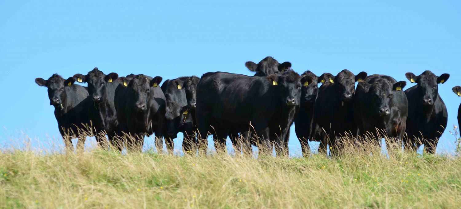 AA Heifers