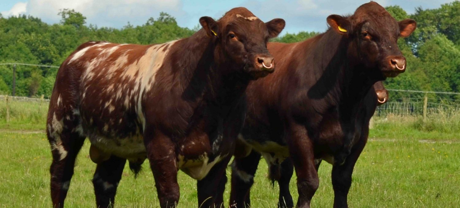 Shorthorn Bull