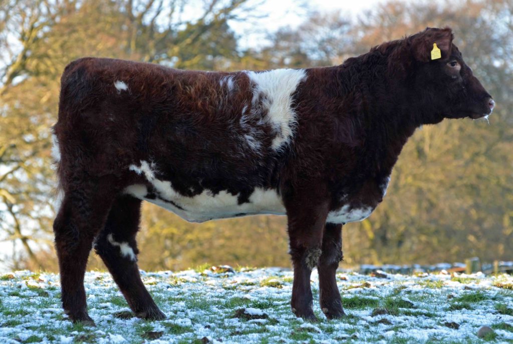 Maiden Heifer