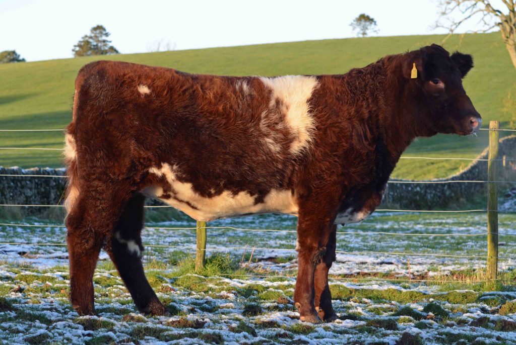 Shorthorn Heifer