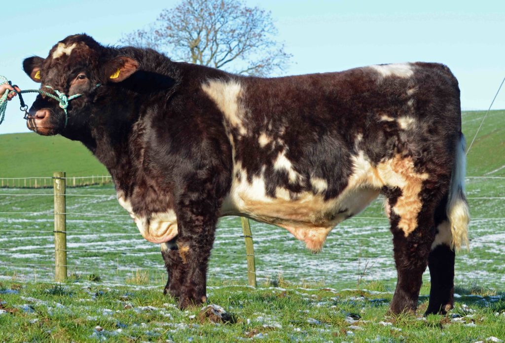 Chapelton Shorthorn