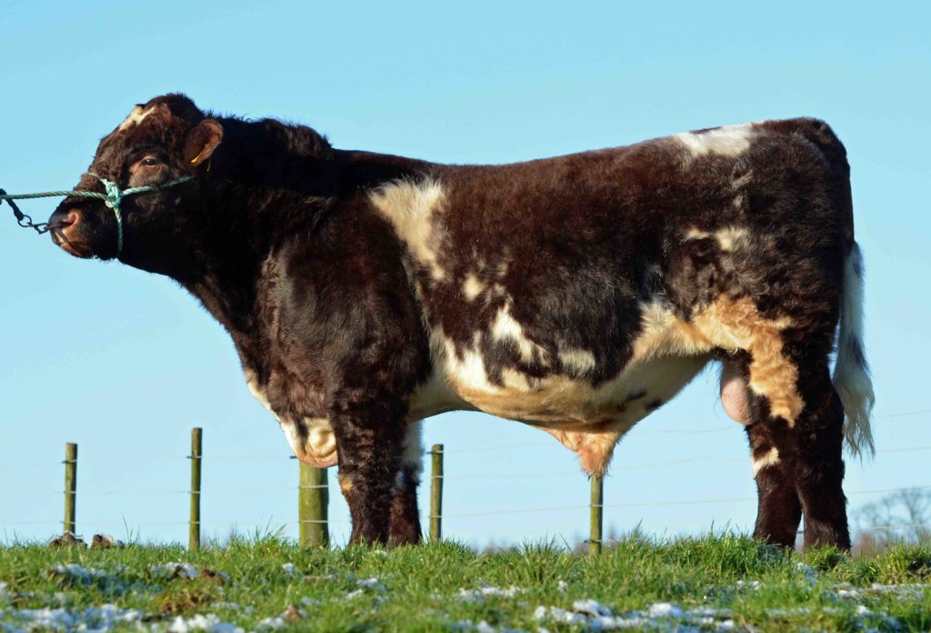 Stirling Bull Sales