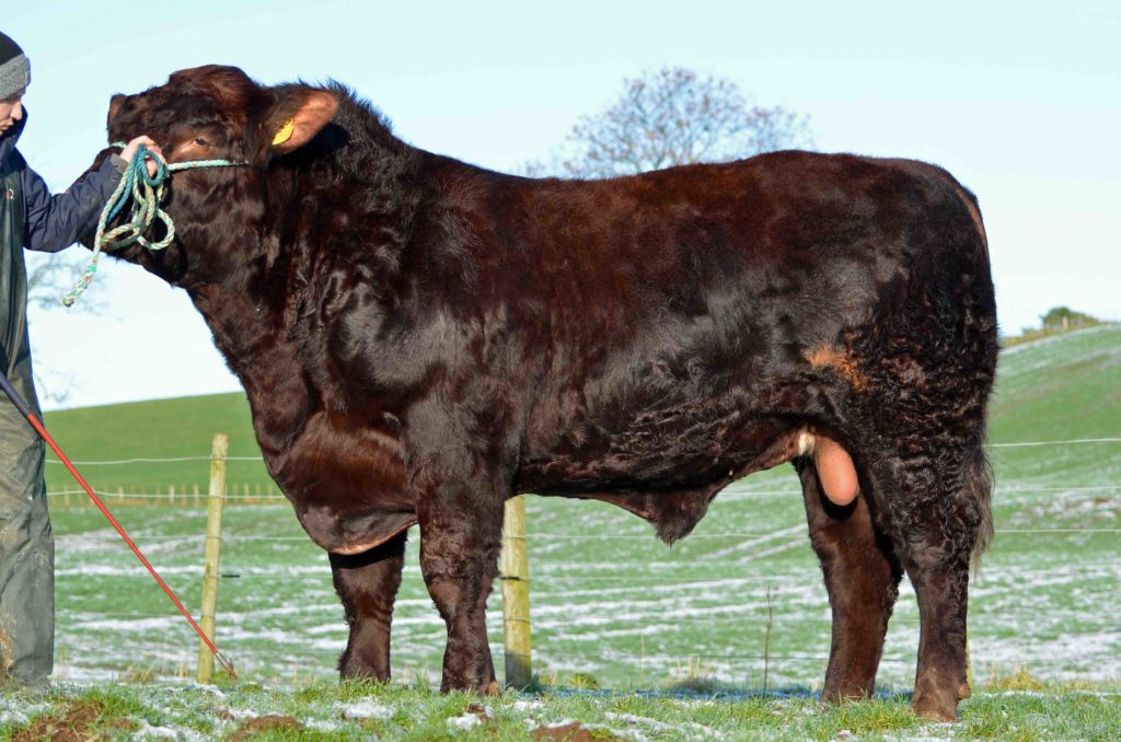 Commercial Bull