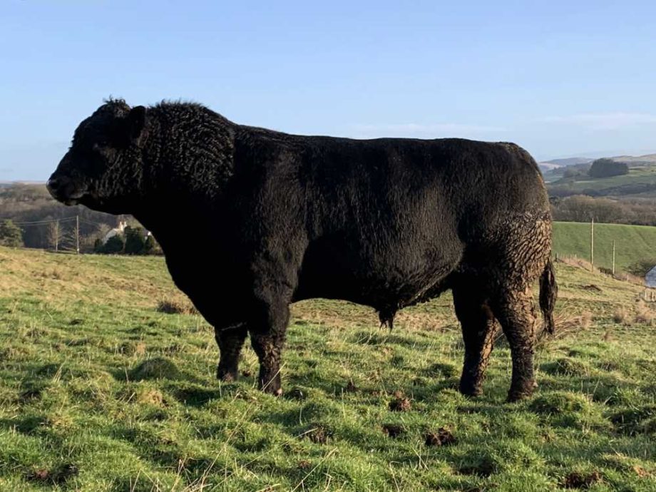Aberdeen Angus Chapelton Farm, Castle Douglas