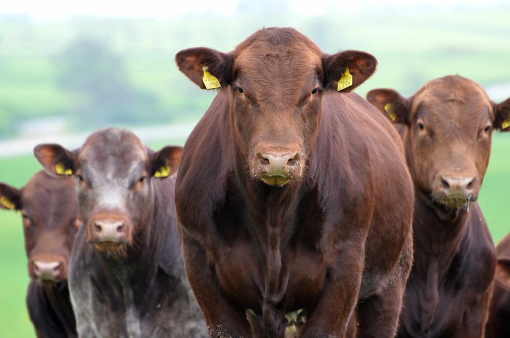 Shorthorn Bulls