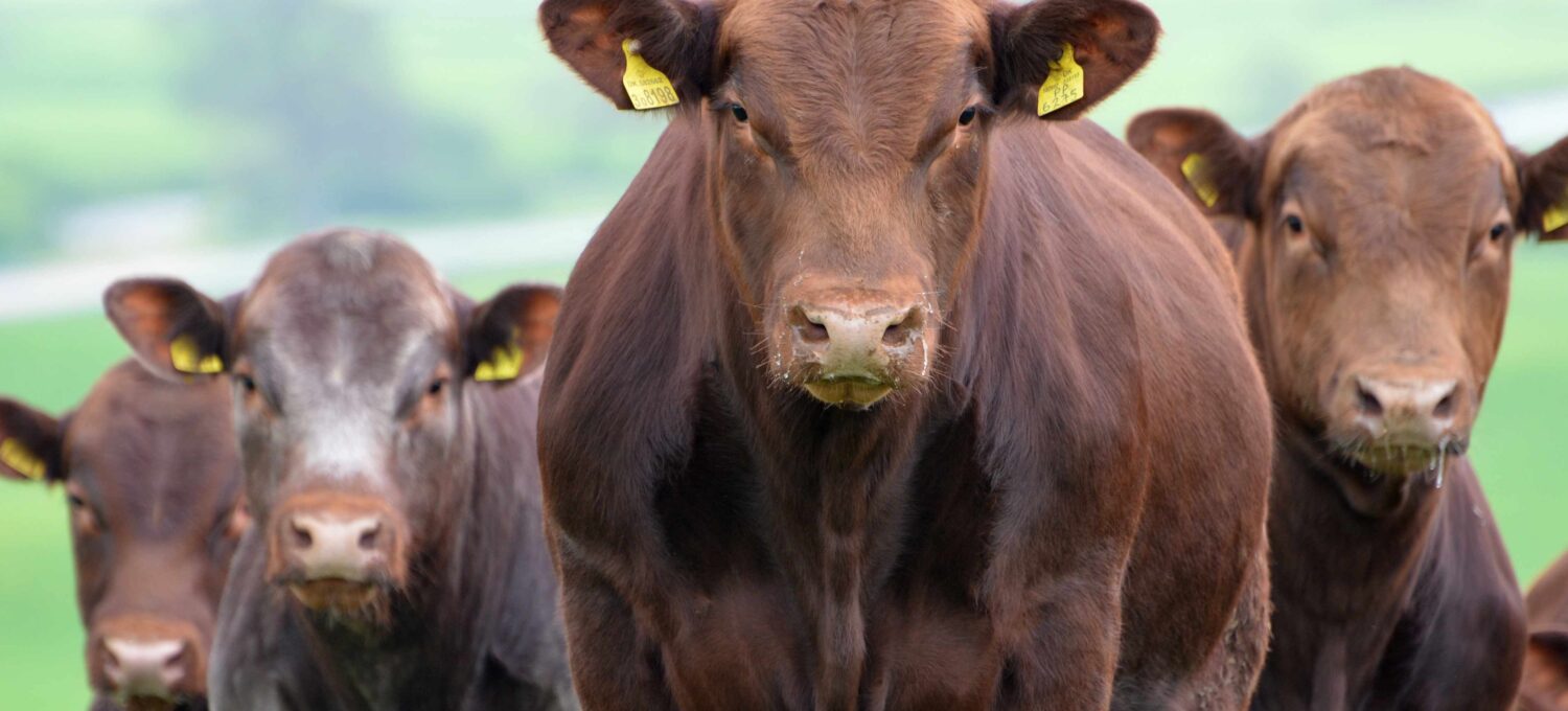 Shorthorn Bulls