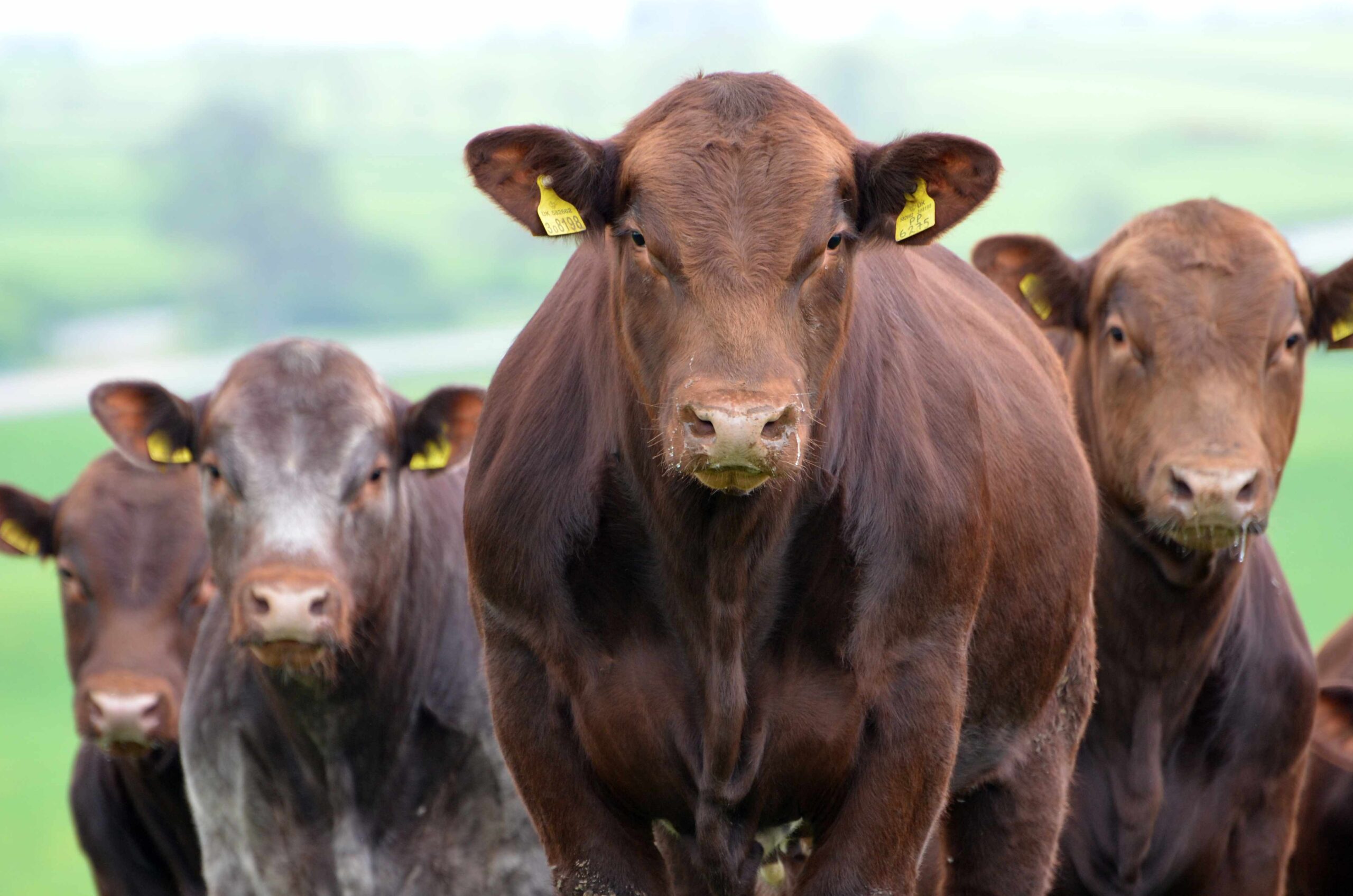 2024-born Bulls for Sale