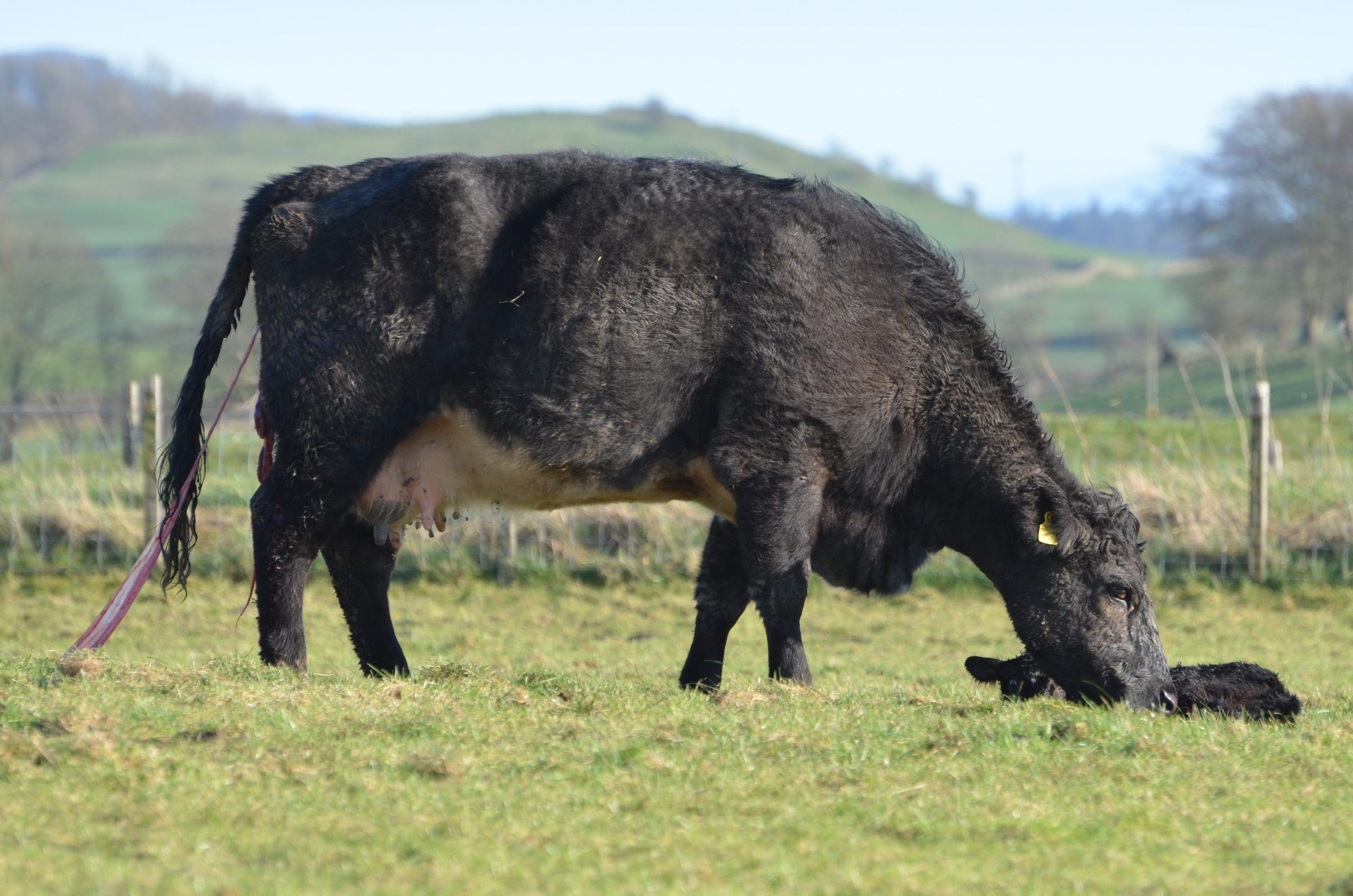 Angus Cross Shorthorn calved unassisted on outdoor bale grazing