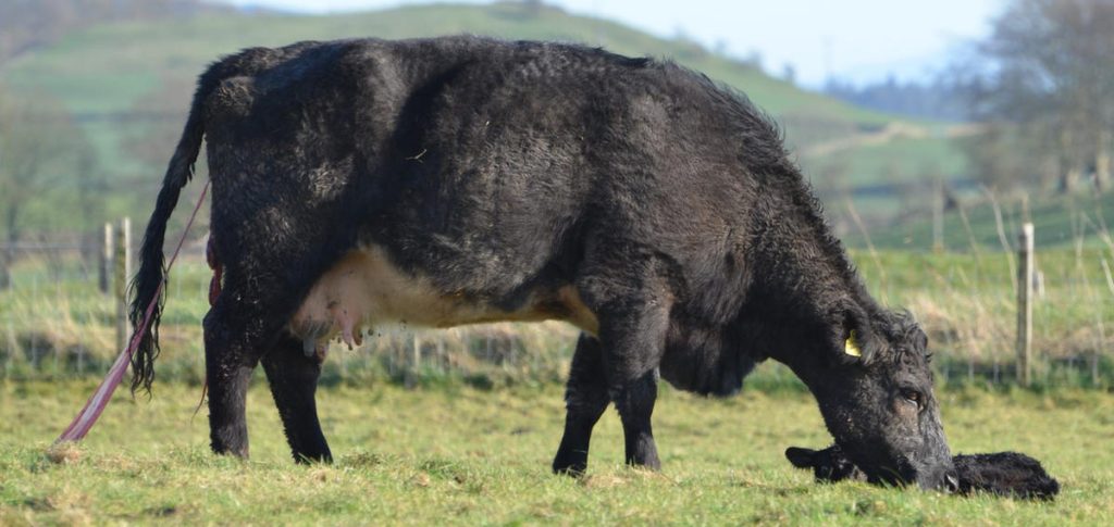 Angus Cross Shorthorn calved bale grazing outside unassisted