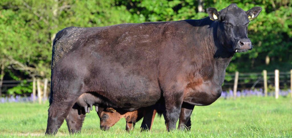 Angus Cow
