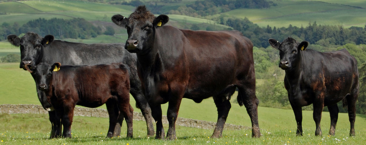 Commercial Angus
