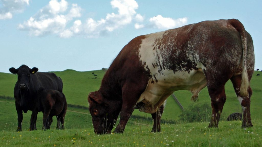 Commercial Bull