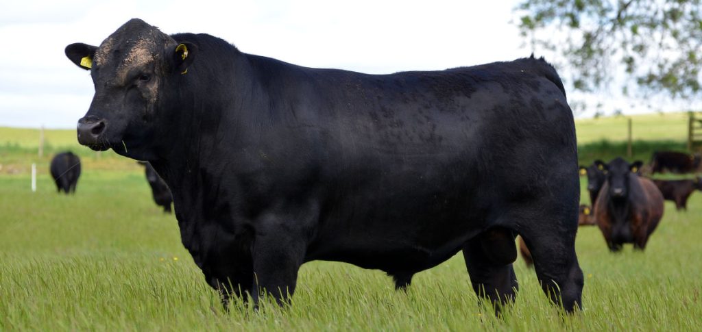 Angus Bull