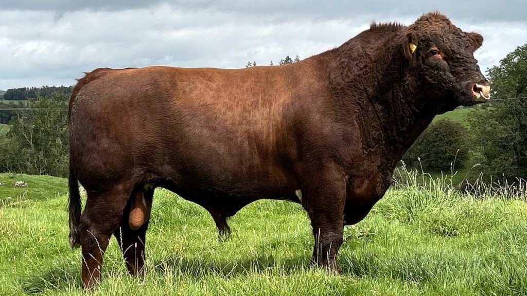 Shorthorn Bulls for Sale
