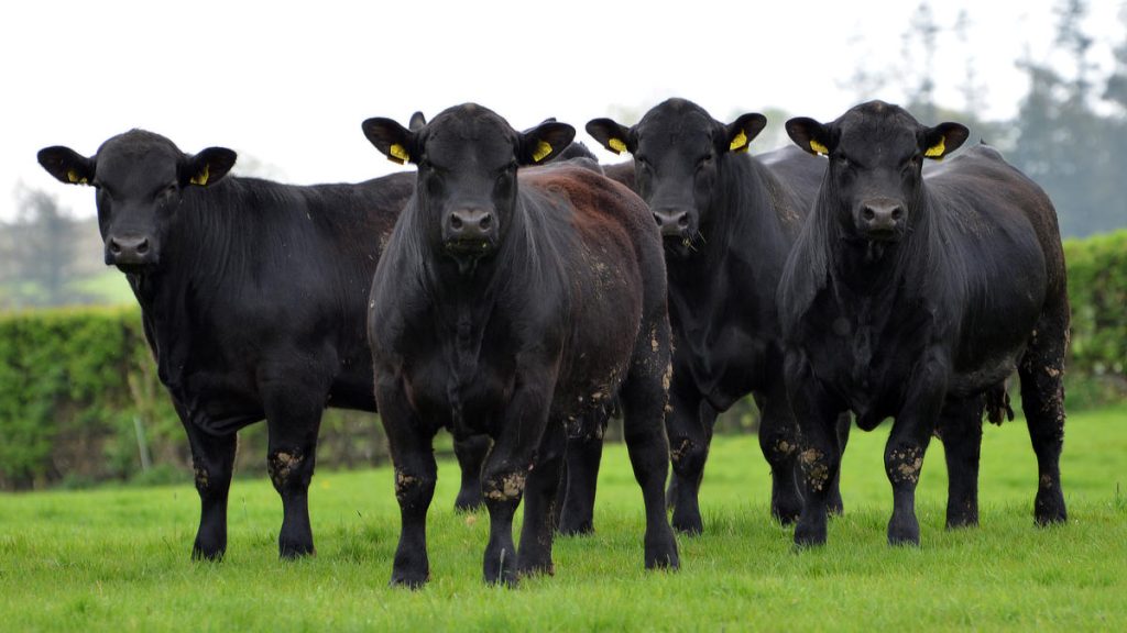 Angus Bulls
