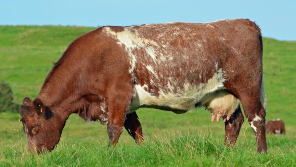 Shorthorn