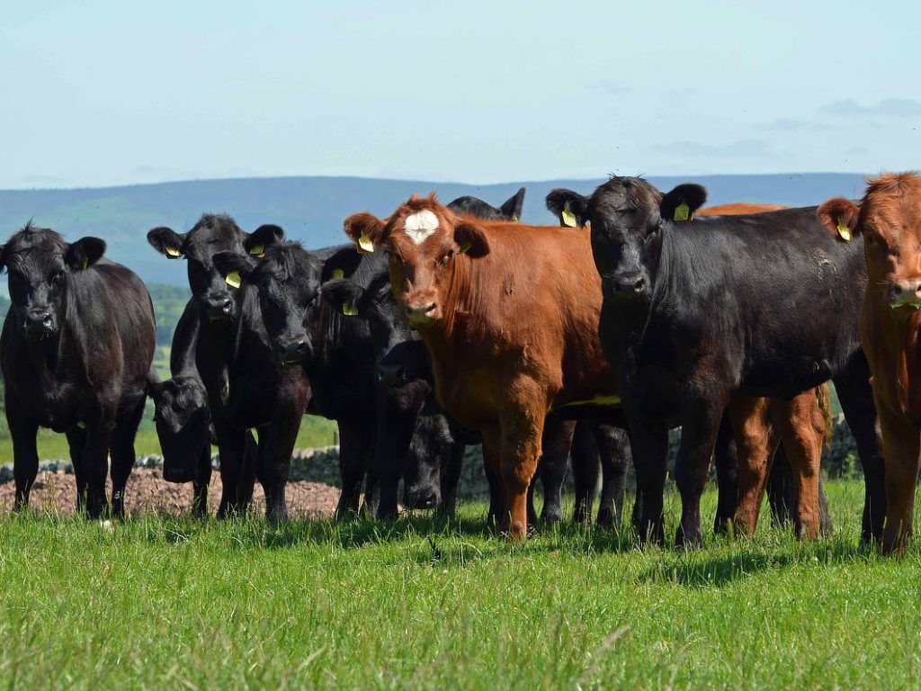 Commercial Heifers