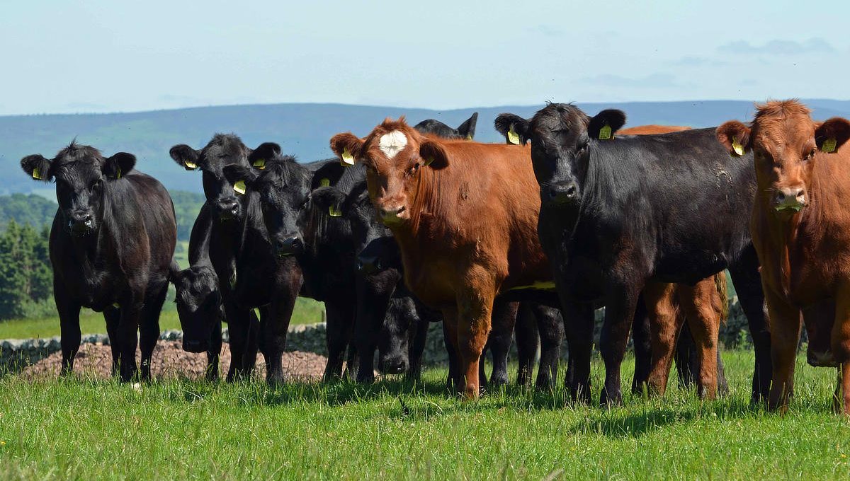 Commercial Heifers