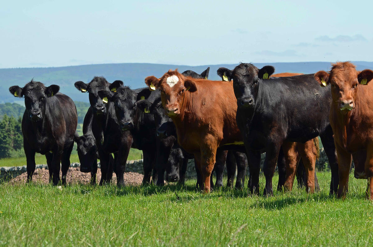 Commercial Heifers for Sale