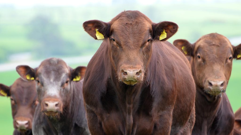 Shorthorn and Angus Bulls for Sale
