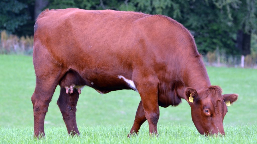 Fertile Shorthorn Cow