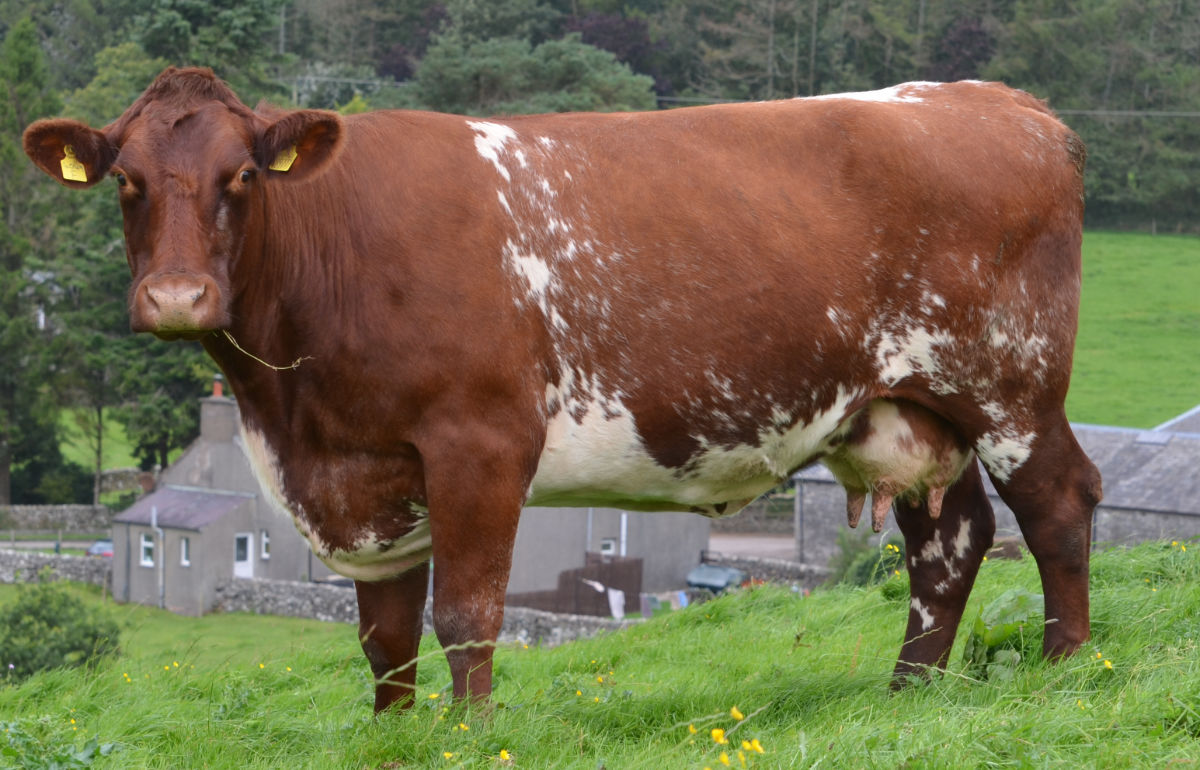 Shorthorn Heifers – Stirling Bull Sales October 2026